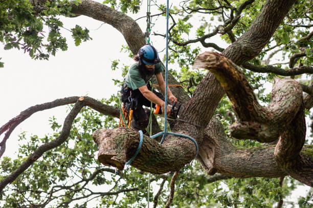 Best Tree Cabling and Bracing  in Holyoke, CO